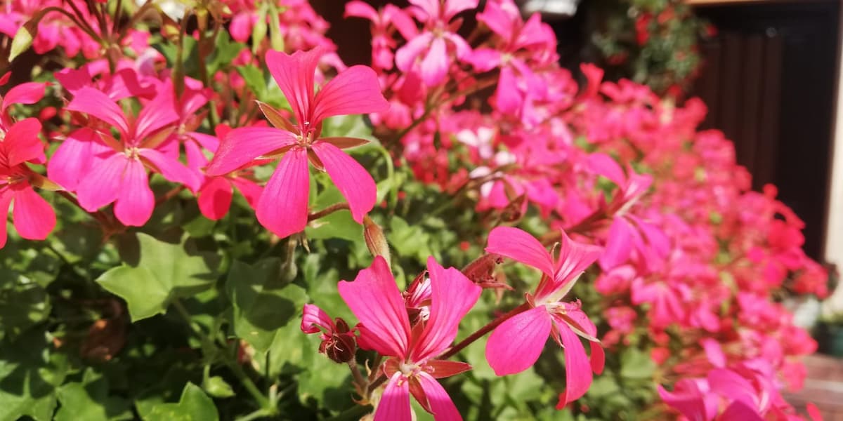 image-gallery-item