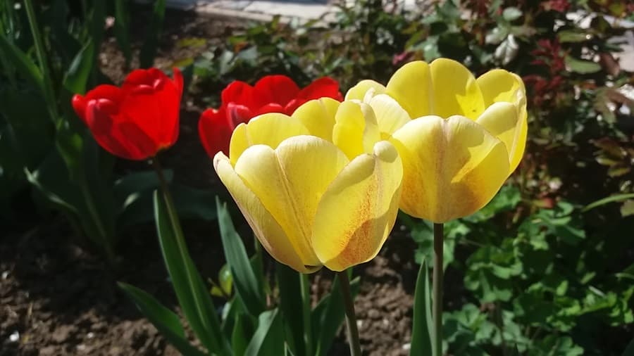 image-gallery-item