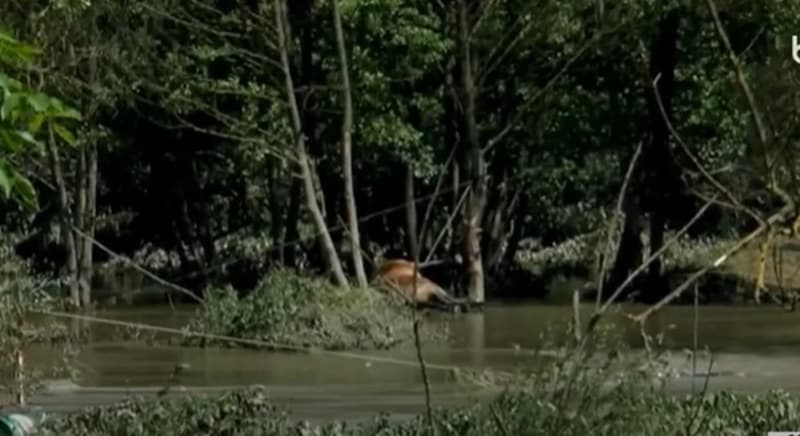 image-gallery-item