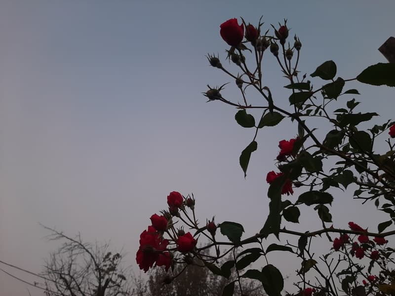 image-gallery-item