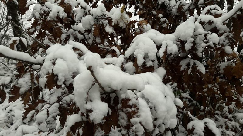 image-gallery-item