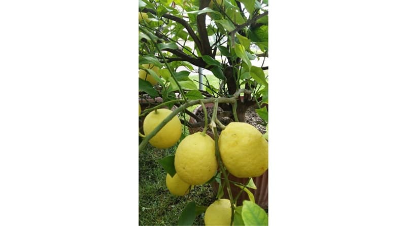 image-gallery-item