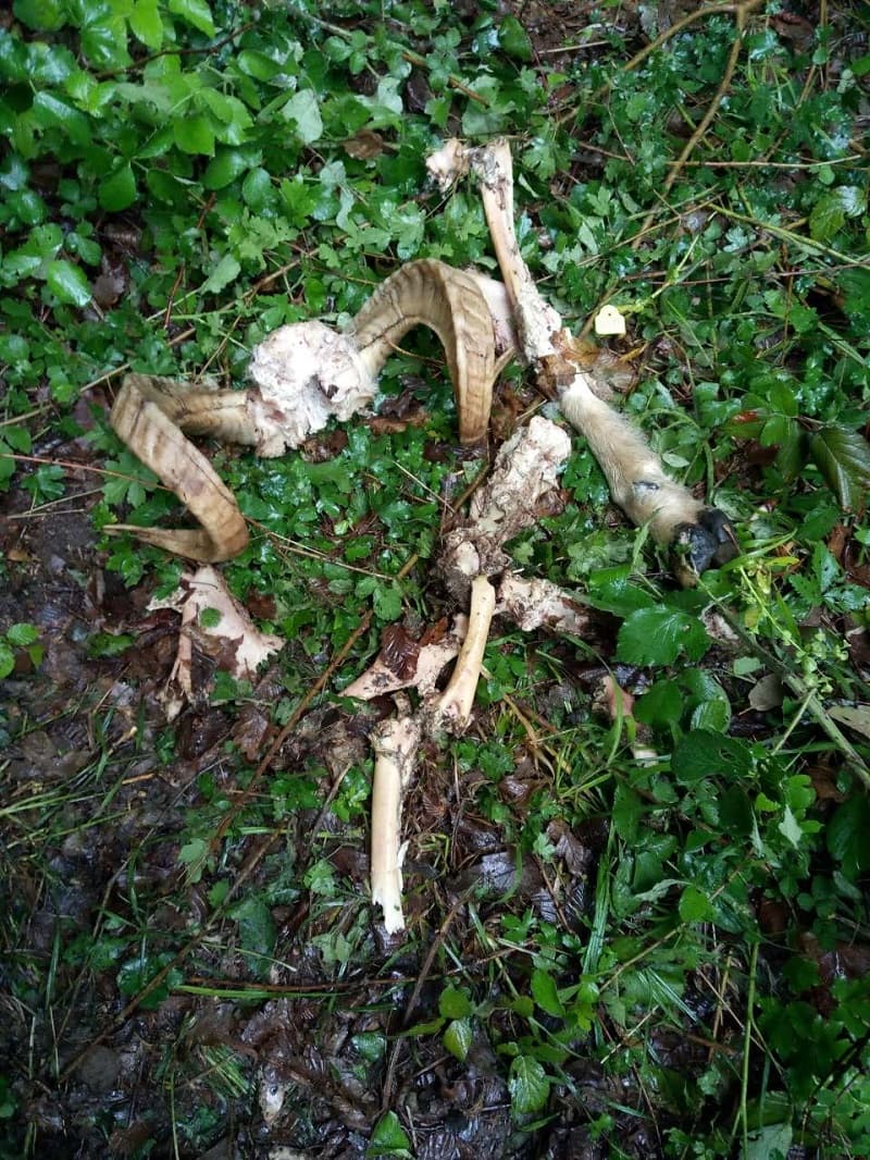 image-gallery-item