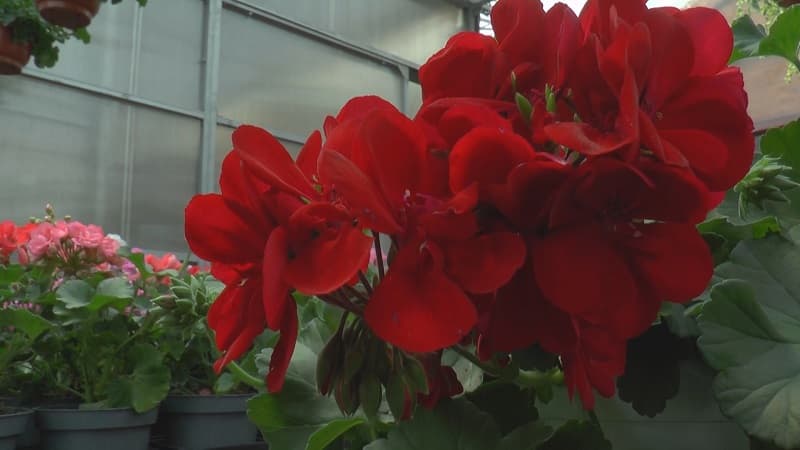 image-gallery-item