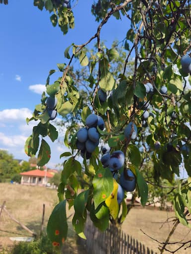 oglas-slika