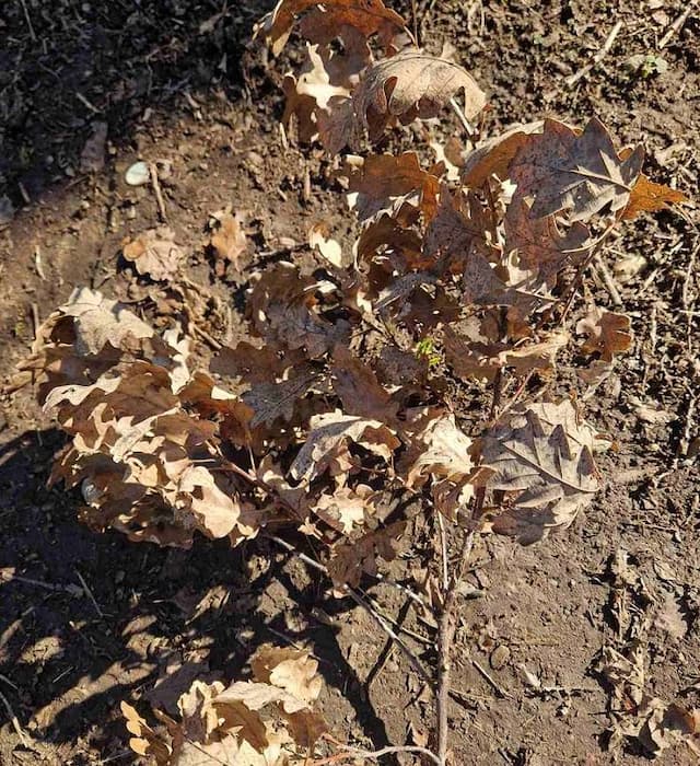 Foto: JP „Srbijašume”